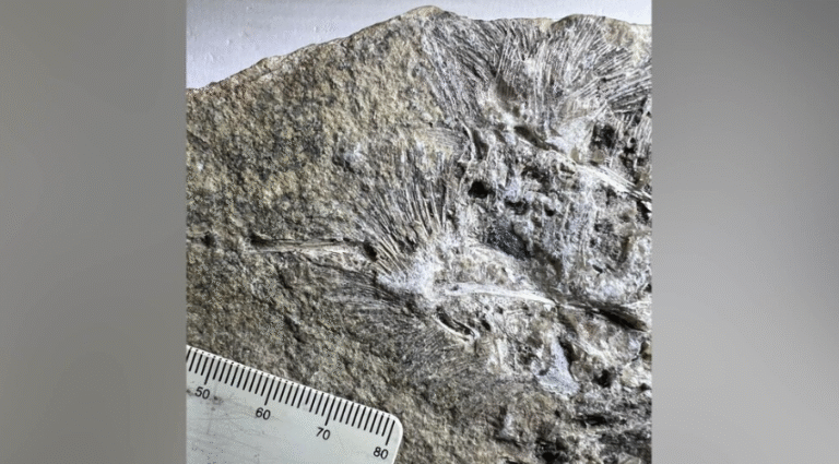 Hallan en Brasil una nueva especie de pterosaurio oculta durante años en un museo. hallan-en-brasil-una-nueva-especie-de-pterosaurio-oculta-durante-anos-en-un-museo.