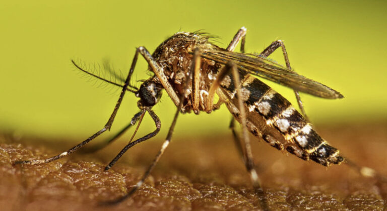 Cuba encara brote de dengue y chikunguña con 47.000 ingresados cuba-encara-brote-de-dengue-y-chikunguna-con-47.000-ingresados