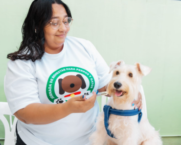 Alcaldía del DN continúa jornadas de esterilización y vacunación para perros y gatos alcaldia-del-dn-continua-jornadas-de-esterilizacion-y-vacunacion-para-perros-y-gatos