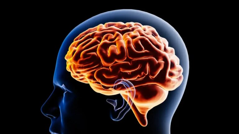 el-cerebro-atraviesa-cinco-transformaciones-clave-a-lo-largo-de-la-vida:-asi-cambia-en-cada-etapa