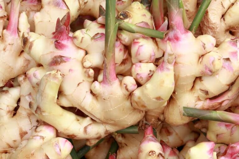 la-raiz-asiatica-poco-conocida-que-ayuda-a-mejorar-la-digestion