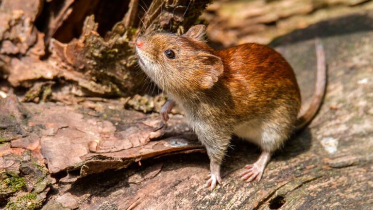 Aumentan los casos de hantavirus y la región Centro concentra el 70% aumentan-los-casos-de-hantavirus-y-la-region-centro-concentra-el-70%