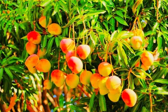 RD no podrá exportar mango a USA por incumplimiento del protocolo sanitario