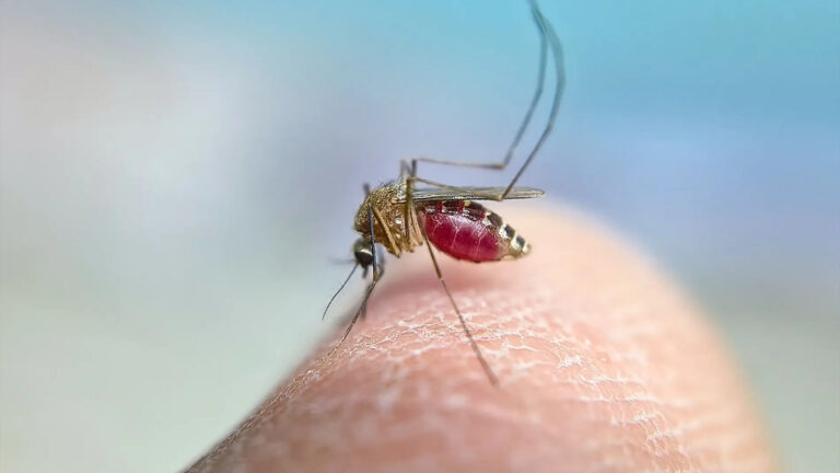 ascienden-a-38-los-casos-confirmados-de-virus-del-nilo-en-sevilla