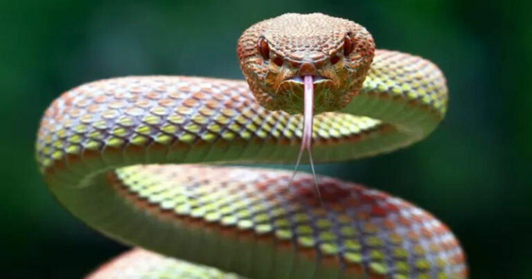 México busca antídoto universal contra 74 especies de serpientes