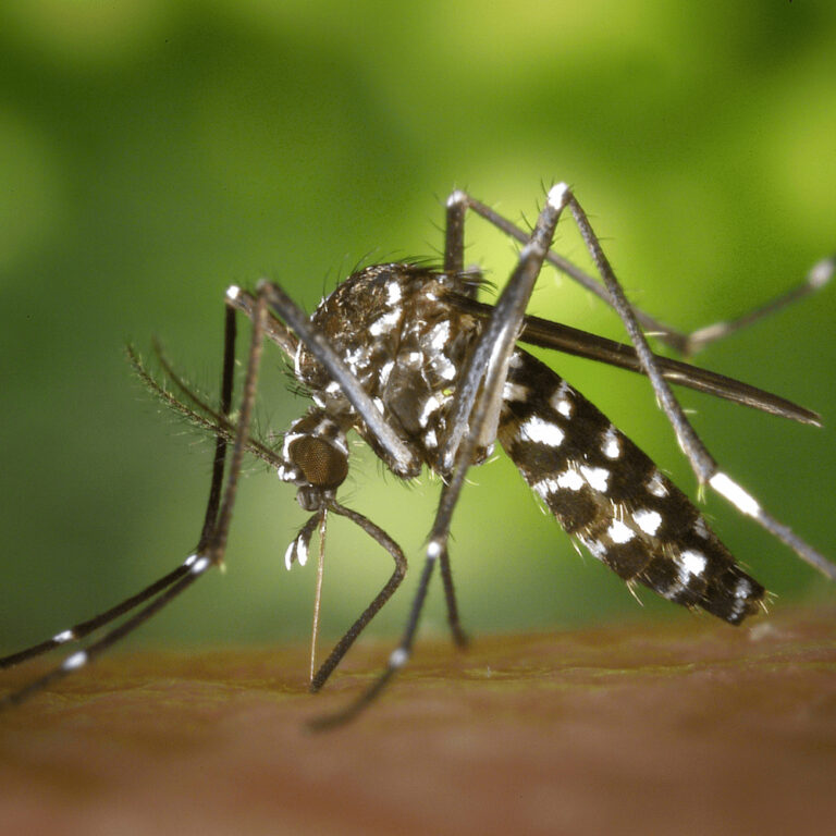 Excrementos de mosquitos revelan virus ocultos y abren nueva vía de vigilancia sanitaria